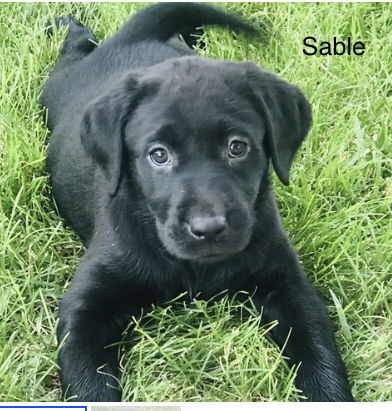 Sable