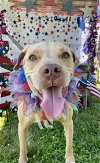 adoptable Dog in  named Daisy Marie - America