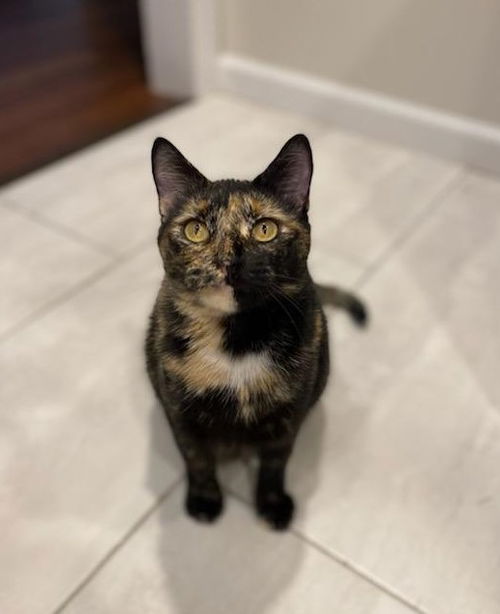 JEWELS (nka EMBER)