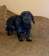 Charlie