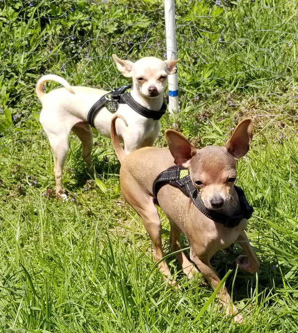 Cheech (and Chong - Bonded Pair)