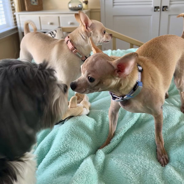 Chong (and Cheech - Bonded Pair)
