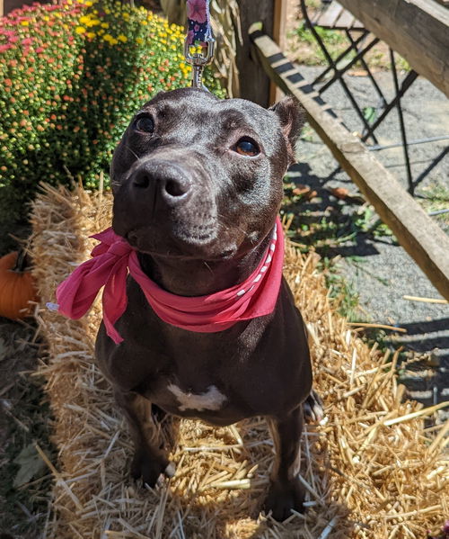 Lyla