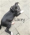 Lacey now Luna