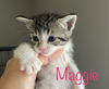 MAGGIE