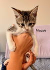 MAGGIE