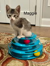 MAGGIE