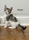 MAGGIE