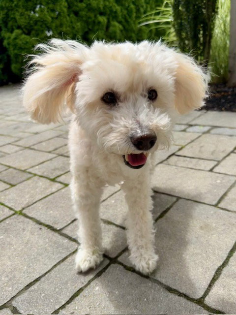 Benny - Loving Senior