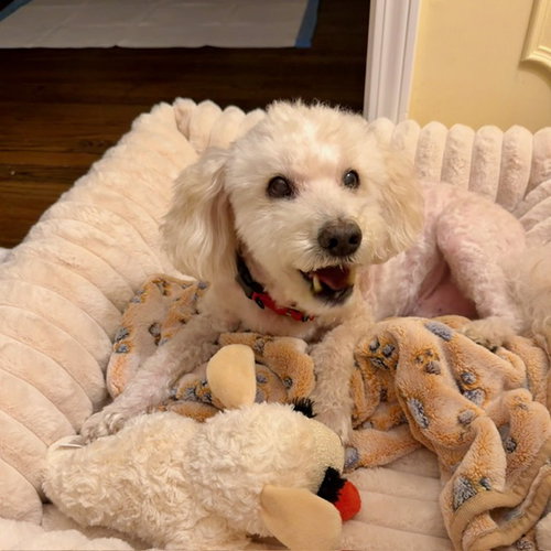 Benny - Loving Senior photo 3