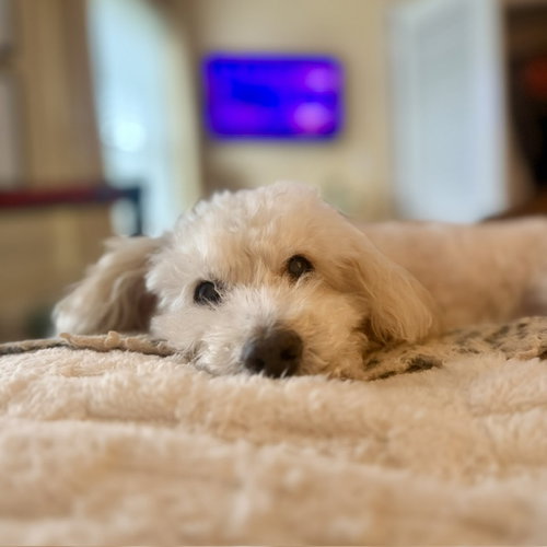 Benny - Loving Senior photo 6