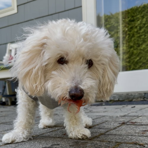 Benny - Loving Senior, photo 12