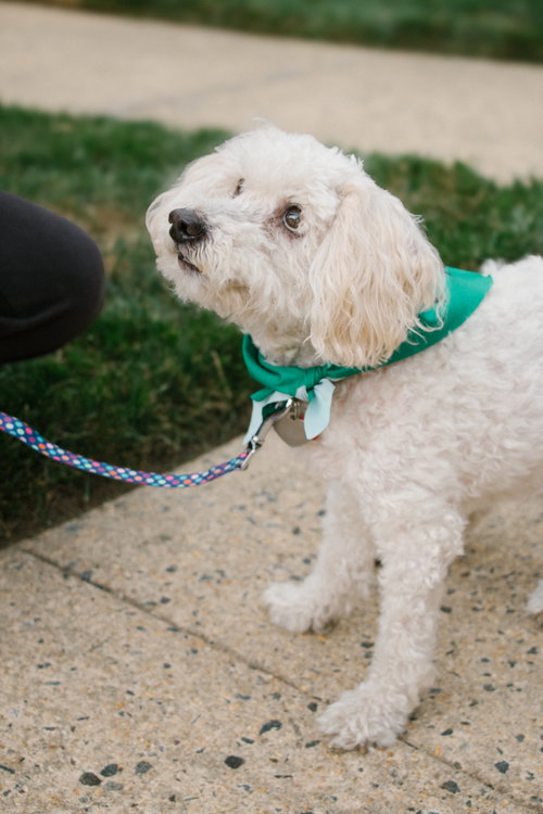Benny - Loving Senior, photo 10