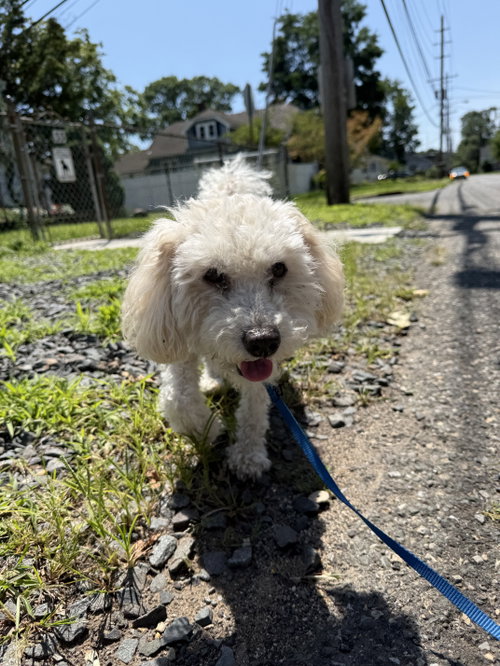 Benny - Loving Senior, photo 11