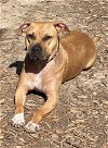 adoptable Dog in lafayette, LA named Bubba - I