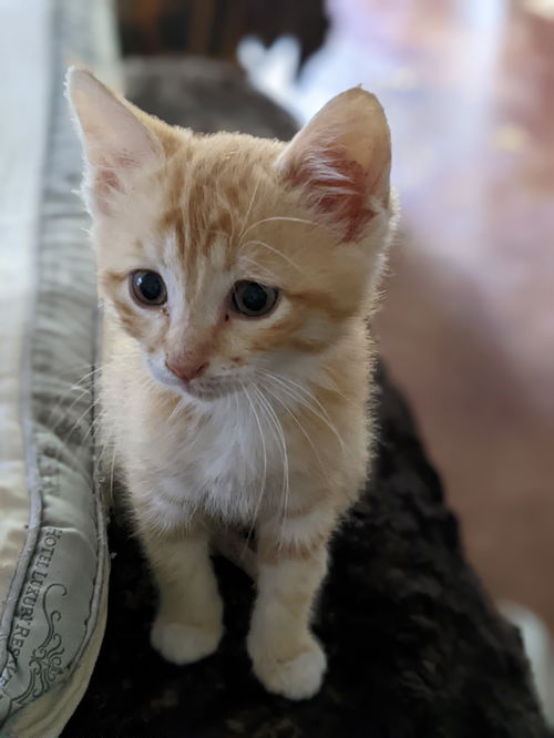 FRANKIE