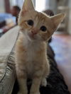 FRANKIE