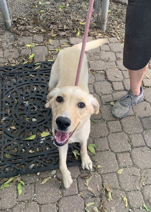 Phoebe - Available!