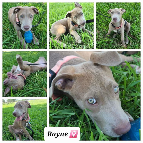 Rayne