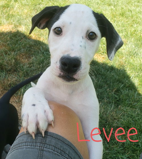Levee now Po
