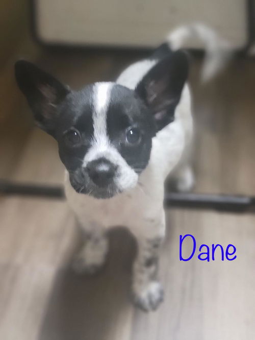 Dane now Oreo