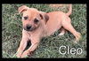 Cleo