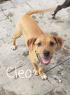 Cleo