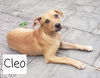 Cleo