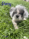 Percy