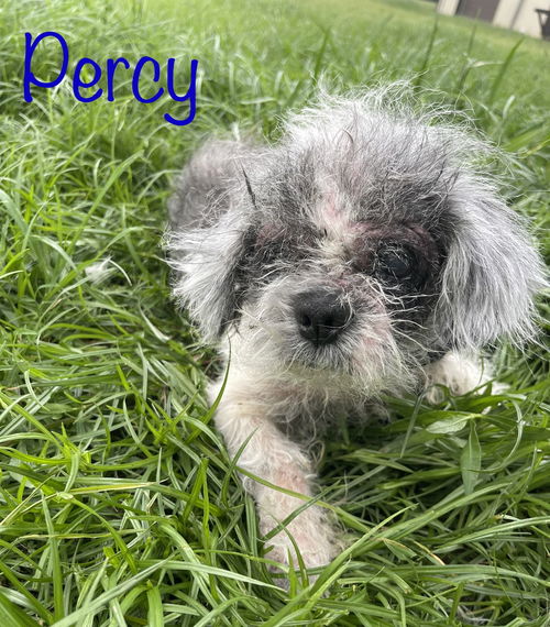 Percy