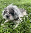 Percy