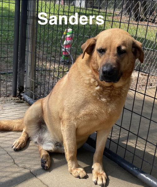 Sanders