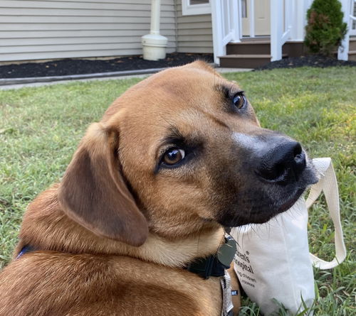 Gunner