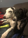 Freckles - Available!