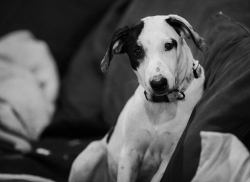 Freckles - Available!