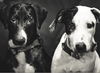 Freckles - Available!