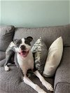 adoptable Dog in  named Trevor - Total Package!