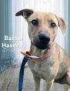 Baxter