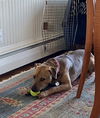 Baxter
