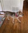 Baxter