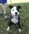Macie - Moo!