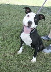 Macie - Moo!