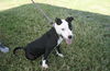 Macie - Moo!