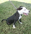 Macie - Moo!