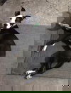 Macie - Moo!