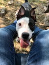 Macie - Moo!