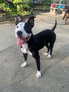 Macie - Moo!