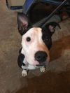 Macie - Moo!