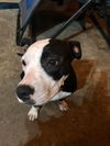 Macie - Moo!