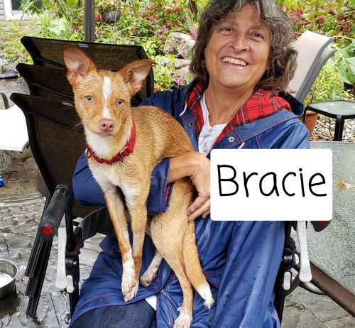 Bracie